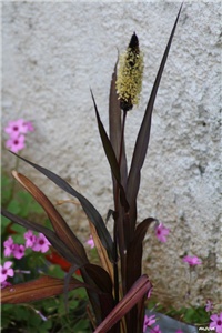 cf5710aa-IMG_5278 Pennisetum Purple majesty.jpg